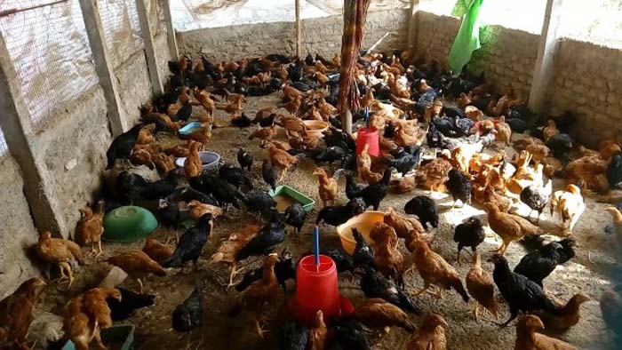 country hen farming for rural people