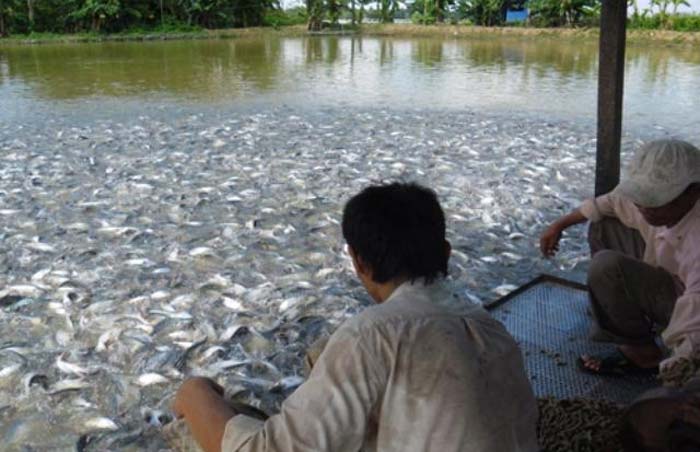 fish farming for rural people