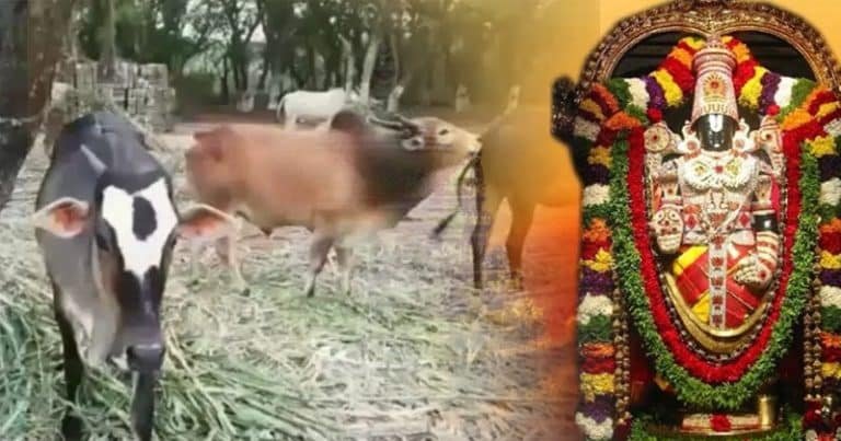 గుడికో గోమాత కాకినాడలో నేడు ప్రారంభం !