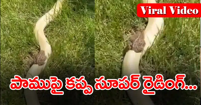 Viral Video frog super riding on a snake