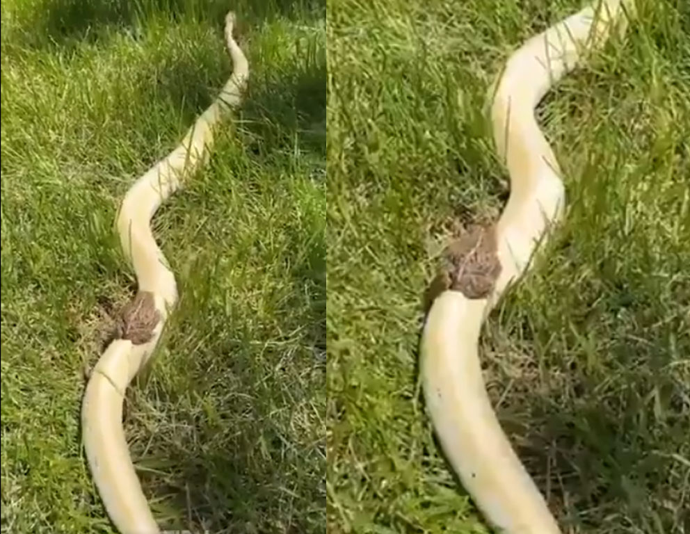 Viral Video frog super riding on a snake