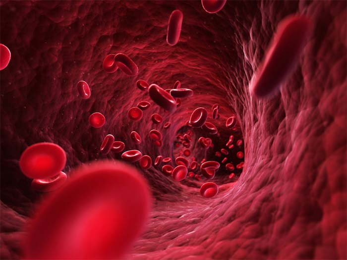 how to increase blood in human body with food