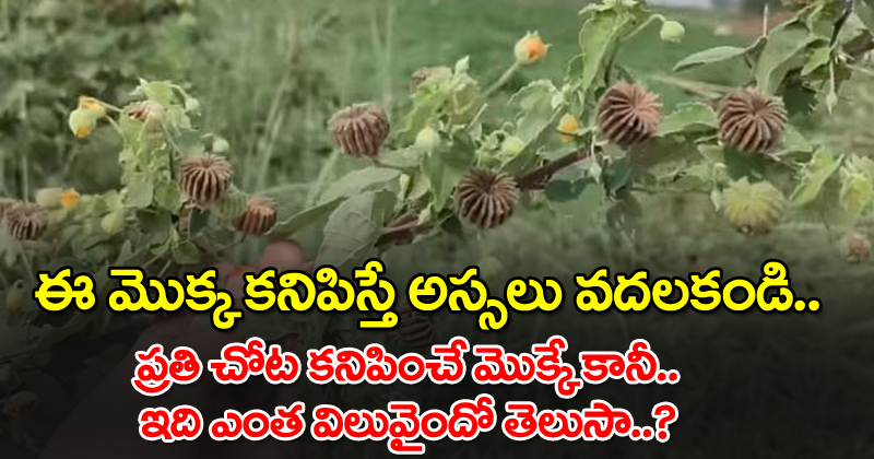 ఈ మొక్క కనిపిస్తే అస్సలు వదలకండి… ప్రతి చోట కనిపించే మొక్కే కానీ.. ఇది ఎంత విలువైందో మనకు తెలియదు