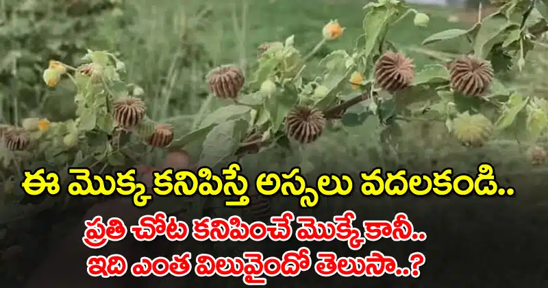 amazing health benefits of duvvena benda plant