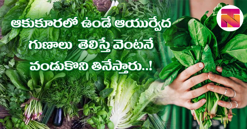 Leafy Vegetables : ఆకుకూరల్లో ఉండే ఆయుర్వేద గుణాలు తెలిస్తే వెంటనే వండుకొని తినేస్తారు