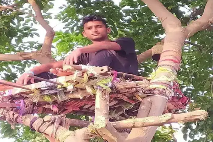 tree isolation in nalgonda district of telangana