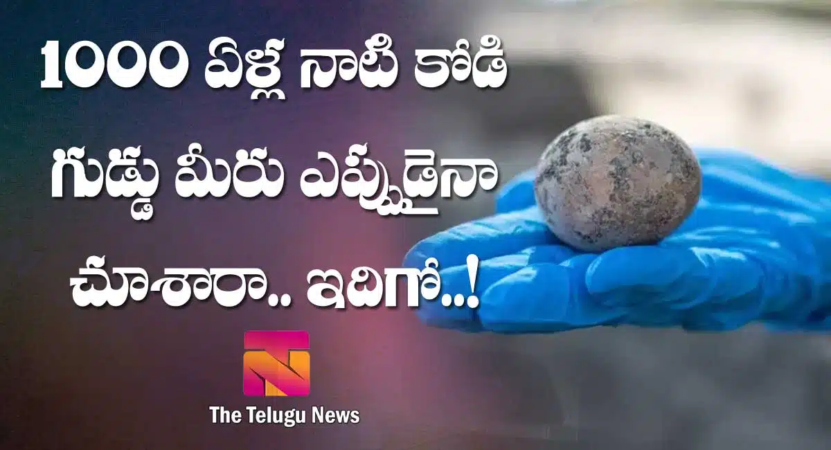 IAA have found 1000 year old chicken egg