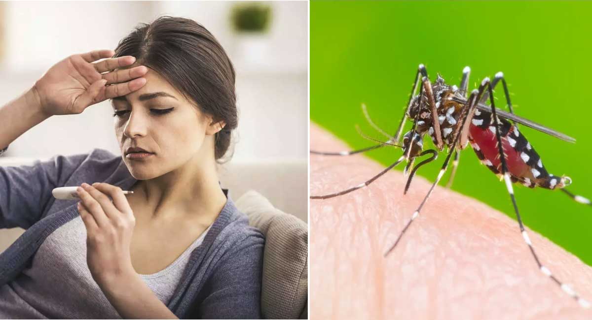 Dengue : డెంగ్యూ జ్వరం ఎలా వ‌స్తుంది.. రాక‌ముందు తీసుకోవాల్సిన జాగ్ర‌త్త‌లు..!