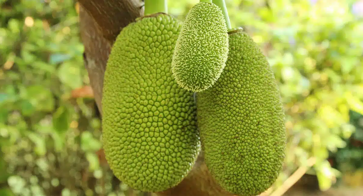 Health Benefits of Jackfruit