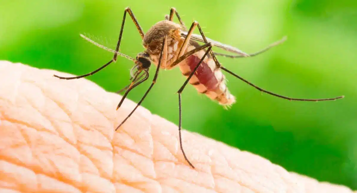 how to keep away mosquitoes