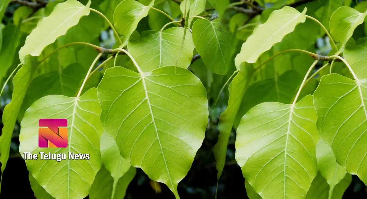 health benifits of Sacred fig