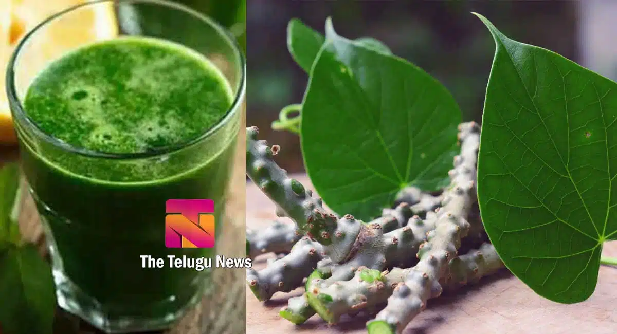 best natural medicine thippa theega