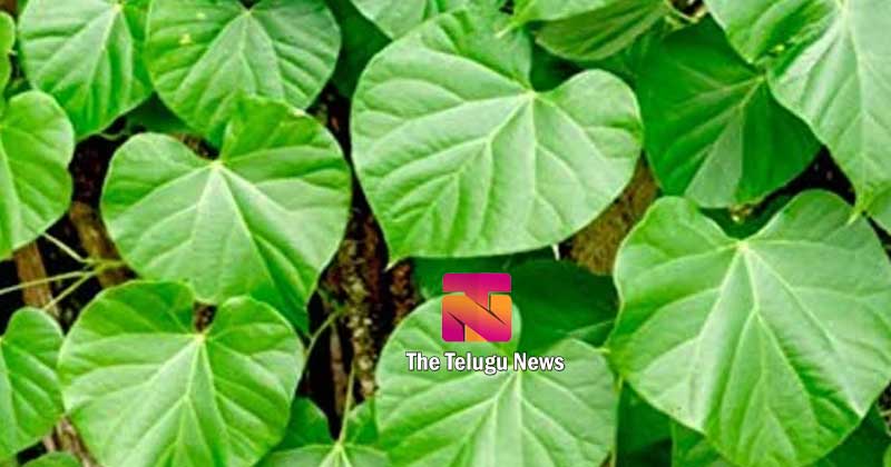 best natural medicine thippa theega