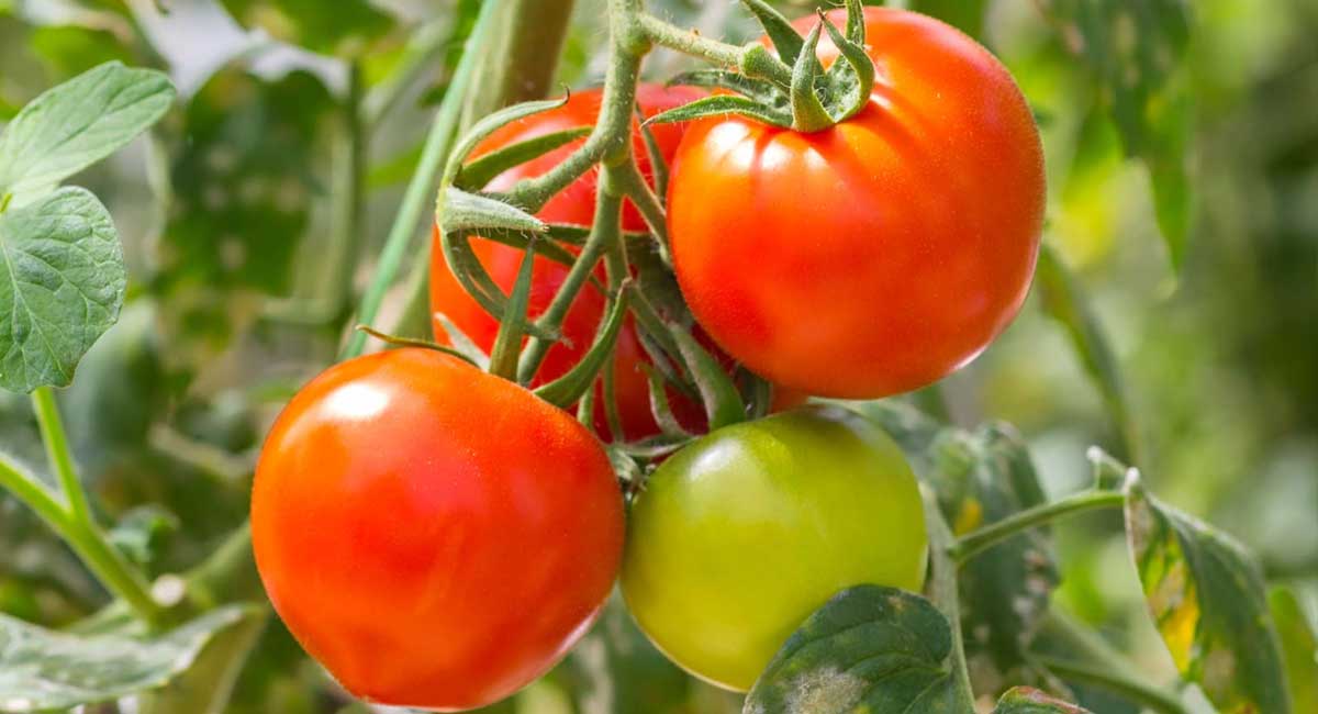 Tomatoes : ఇంట్లో ట‌మాటాలు లేవా … అయితే  ట‌మాటాల‌కు  బ‌దులు  ఈ 7 ప‌దార్ధాల‌ను ఉప‌యోగించ్చ‌వ‌చ్చు ?