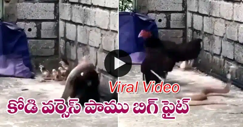 Viral Video hen VS snake