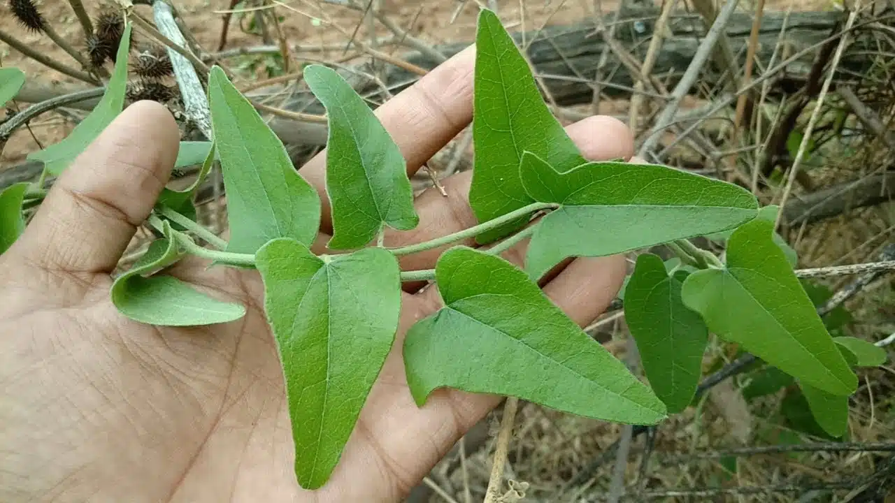 dusara tiga