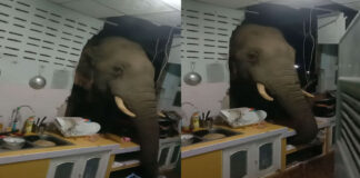 Hungry Elephant video viral in thailand