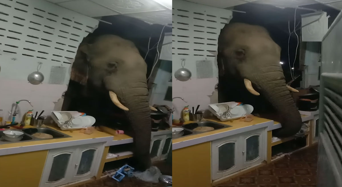 Hungry Elephant video viral in thailand