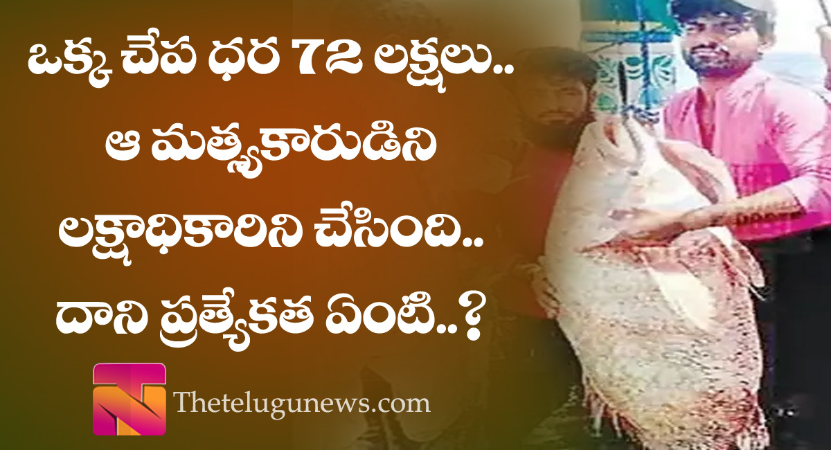 ఒక్క చేప ధ‌ర 72 లక్ష‌లు.. ఆ మత్స్యకారుడిని లక్షాధికారిని చేసింది.. దాని ప్ర‌త్యేక‌త ఏమిటి…?