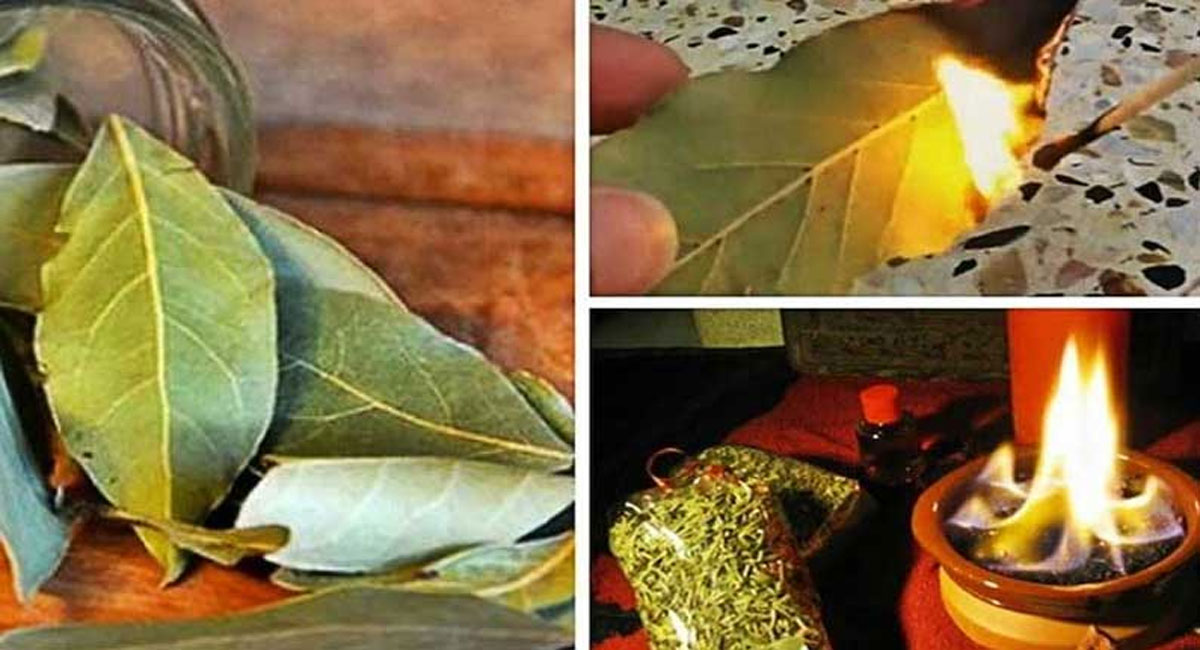 bay leaves health benefits telugu for insomnia