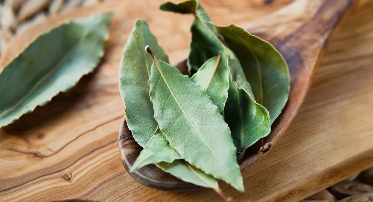 bay leaves health benefits telugu for insomnia