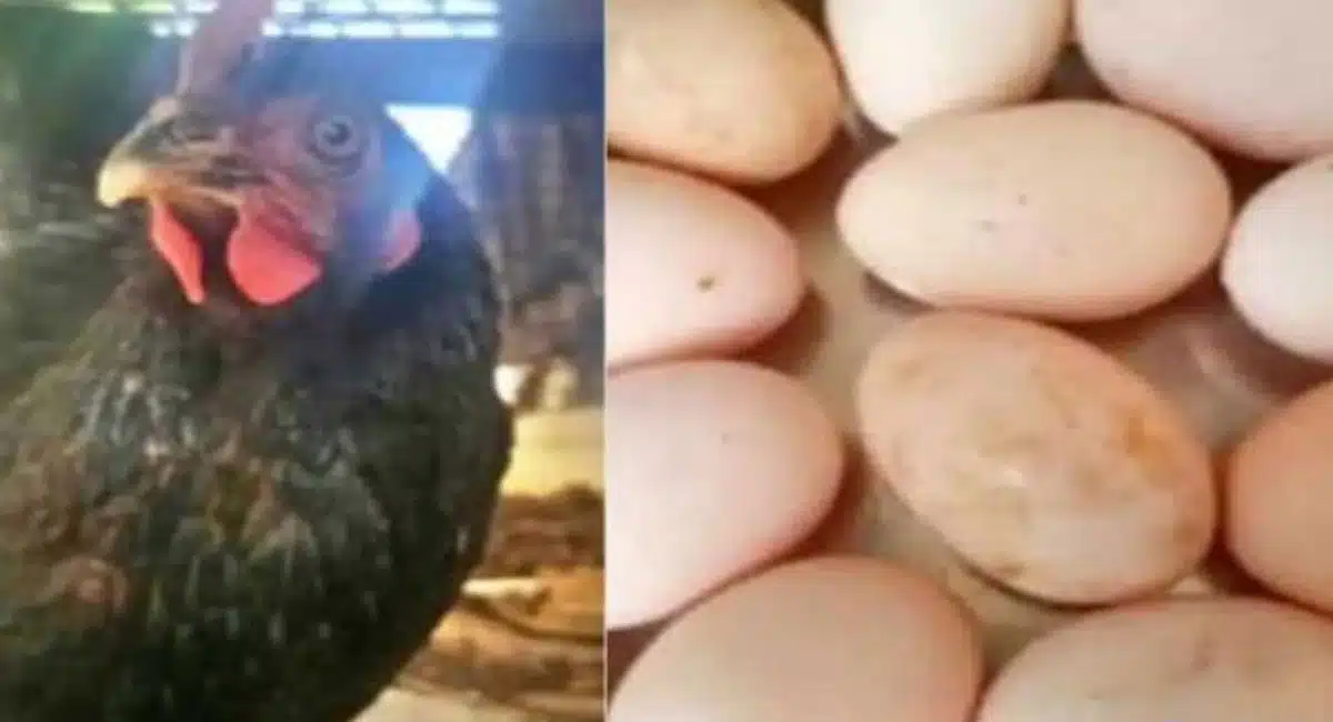 hen lays 11 eggs in one day in kerala