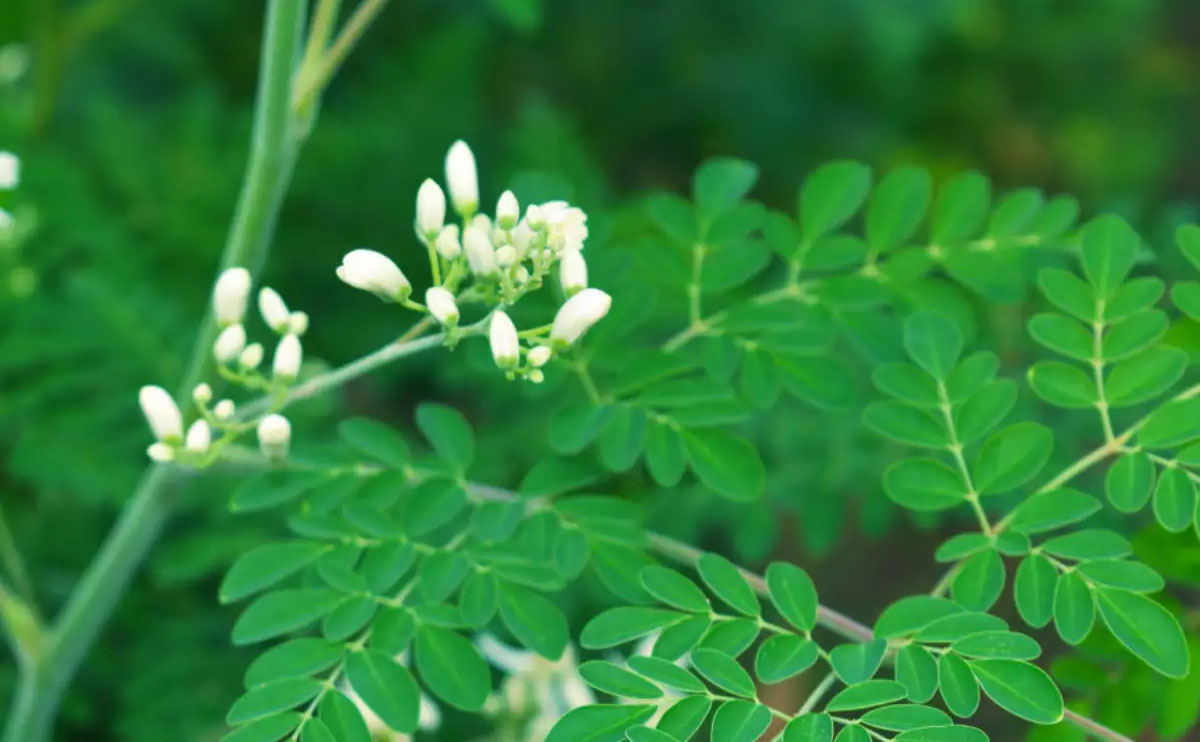 Moringa Leaves: మునగ ఆకు మాత్రమే కాదు.. దాని వళ్లంతా ఆయుర్వేద గుణాలే..!