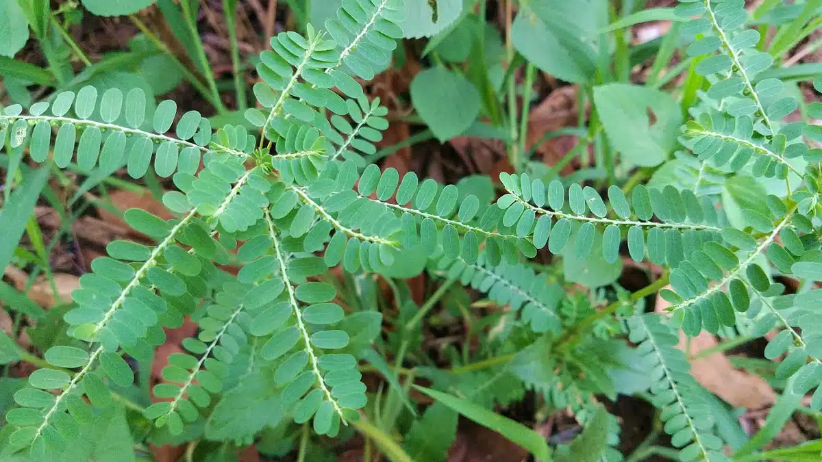 health benefits of nela usiri
