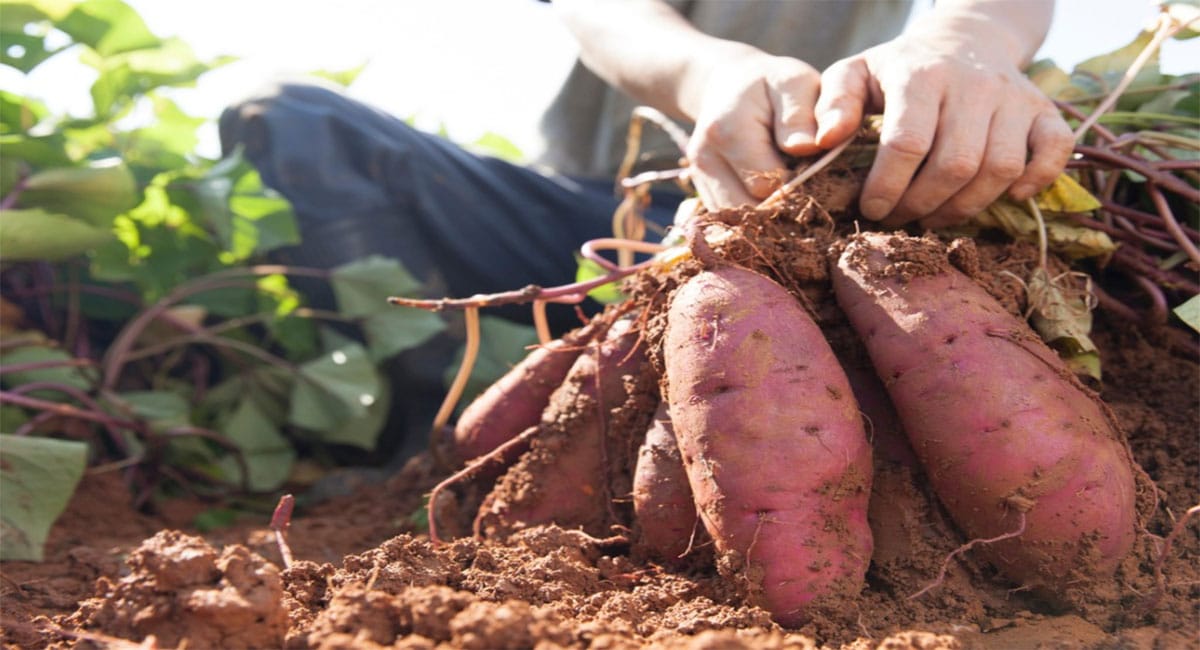 sweet potato sweet potato is all in one for health