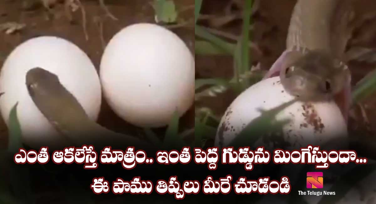 snake swollowing egg video goes viral news