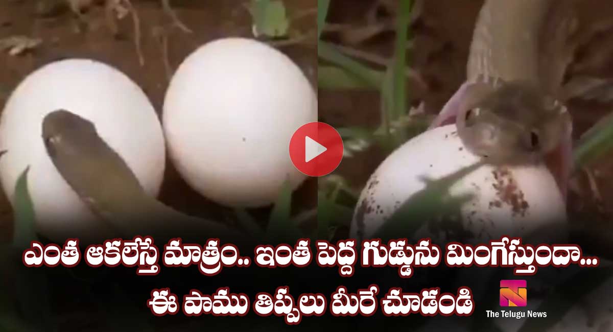 Viral Video : ఎంత ఆకలేస్తే మాత్రం.. అంత పెద్ద గుడ్డును మింగేస్తుందా? ఈ పాము తిప్పలు మీరే చూడండి..!