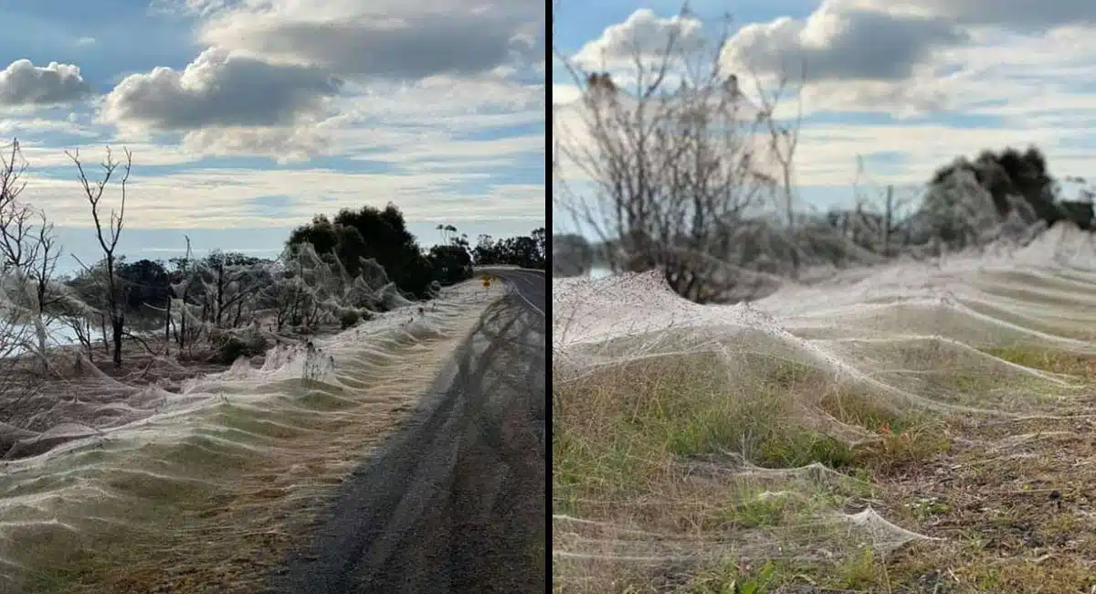 giant spider webs blanketed in australia video viral