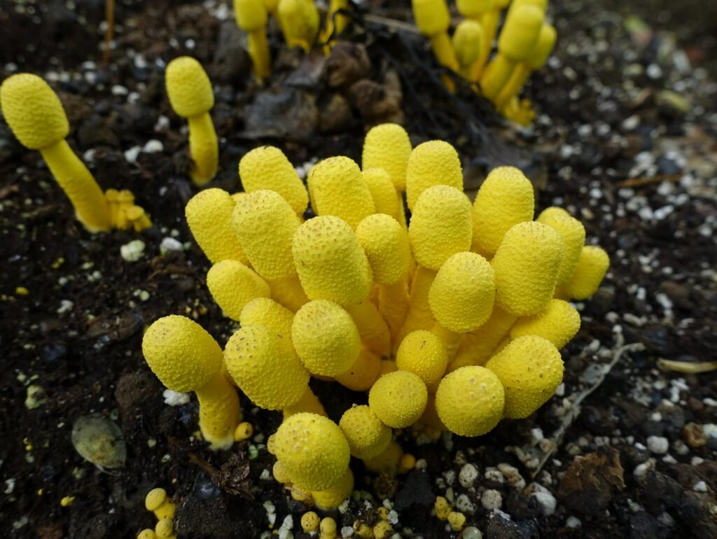 Yellow Houseplant Mushrooms