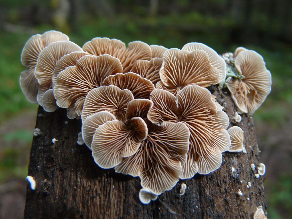 Scizophyllum Commune Mushrooms 