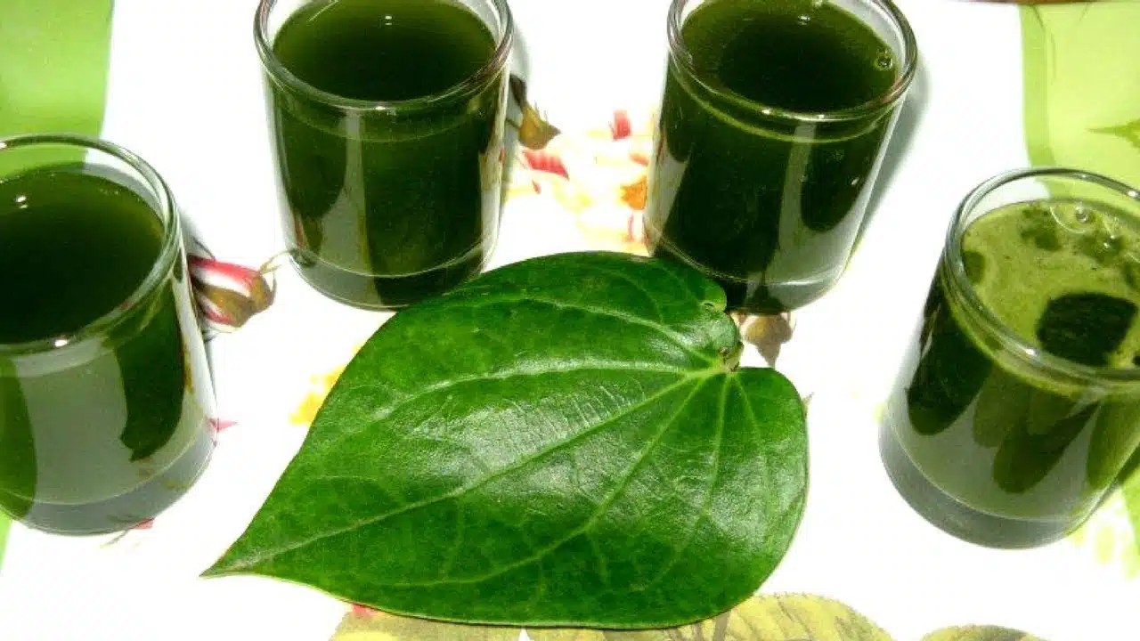 Health benefits of betel leaves