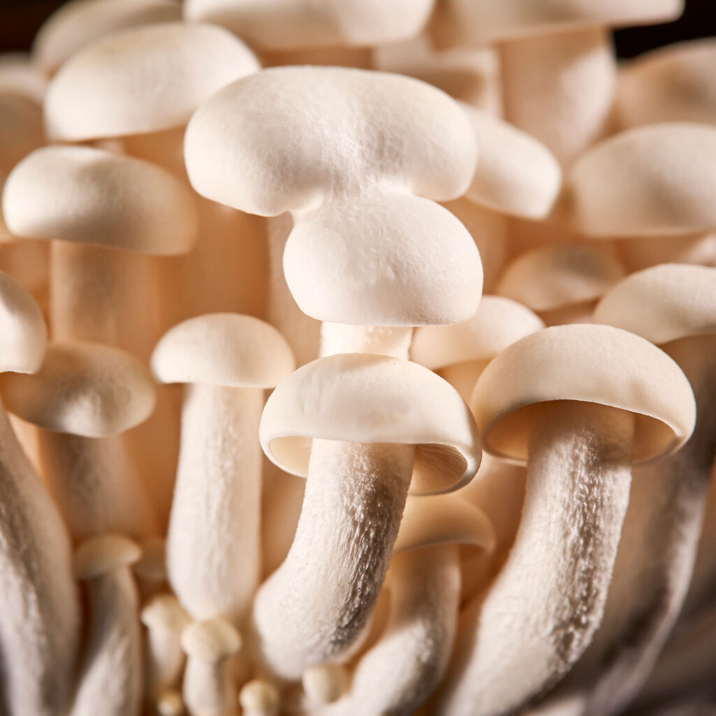 health benefit of 15 type Mushrooms