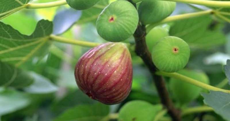 health benefits of Anjeer Fruit