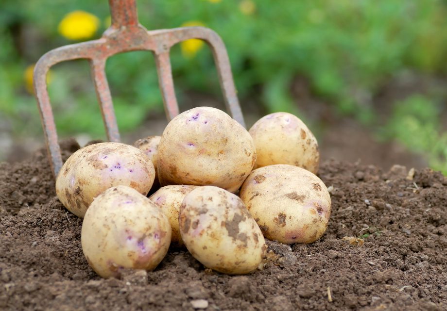 these problems should not eat potatoes