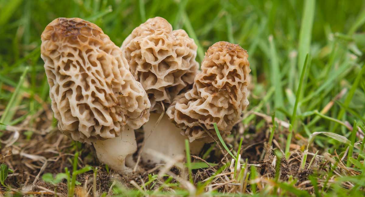 Morel Mushrooms