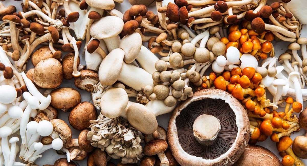 Mushrooms : 15 ర‌కాల పుట్ట‌గోడుగులు.. వాటి ఆరోగ్య ప్ర‌యోజనాలు తెలిస్తే మీరు అస్స‌లు వ‌ద‌ల‌రు..!