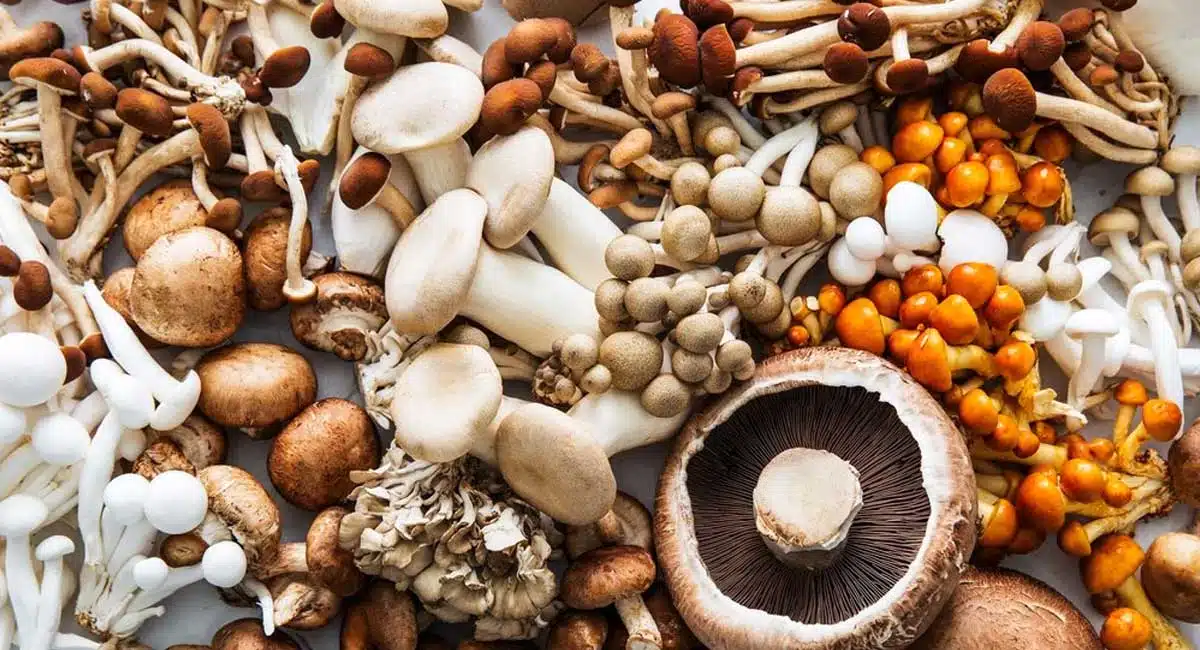 health benefit of 15 type Mushrooms
