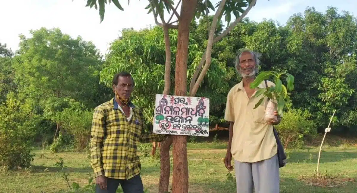 plantation a teacher planted 30000 plants