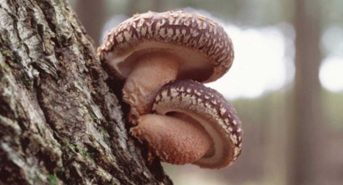 Shiitake Mushrooms