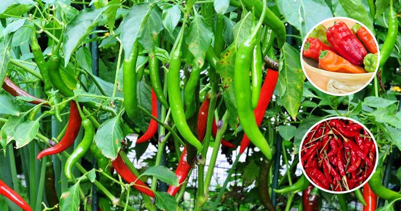 Chilli :  మీర‌ప‌కాయ‌లు కారంగా ఉంటాయ‌ని తిన‌డం మానేస్తే… మీరు ఈ ఆరోగ్య‌ ప్ర‌యోజ‌నాలు కోల్పోయిన‌ట్టే