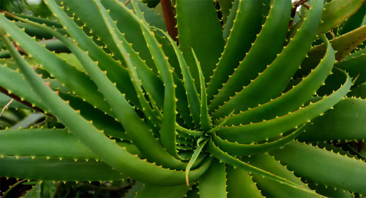  Aloe vera home in this place it will be rainy