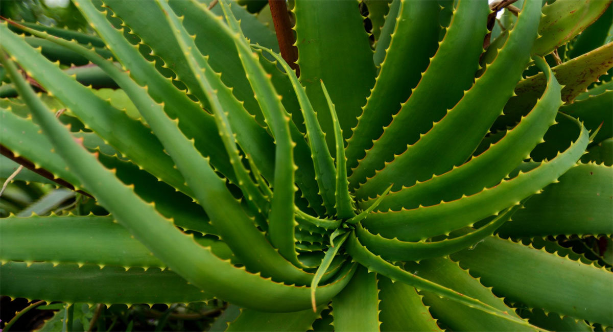 aloe vera health tips telugu