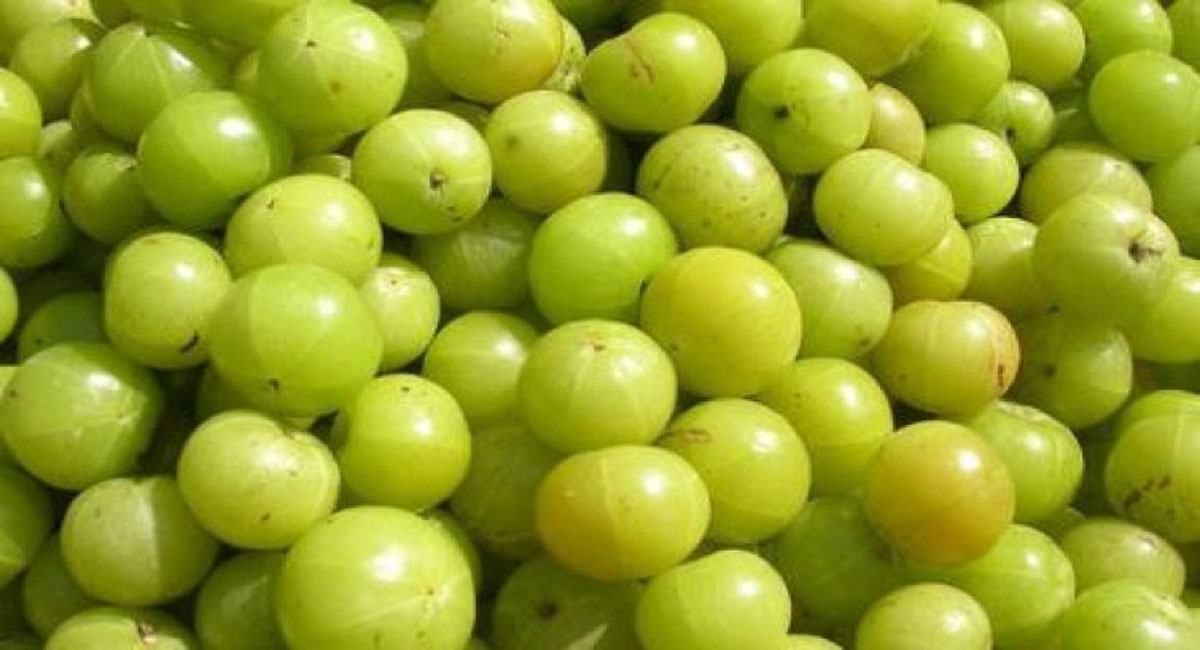 amla health benefits telugu