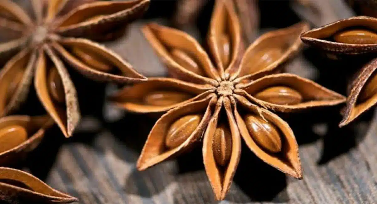 star anise anasa puvvu health benefits telugu