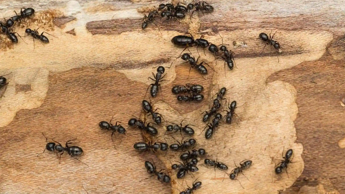 Ants Control : ఇంట్లో చీమలు ఇబ్బంది పెడుతున్నాయా? ఇలా చేస్తే మీ ఇంట్లో ఒక్క చీమ కూడా కనిపించదు