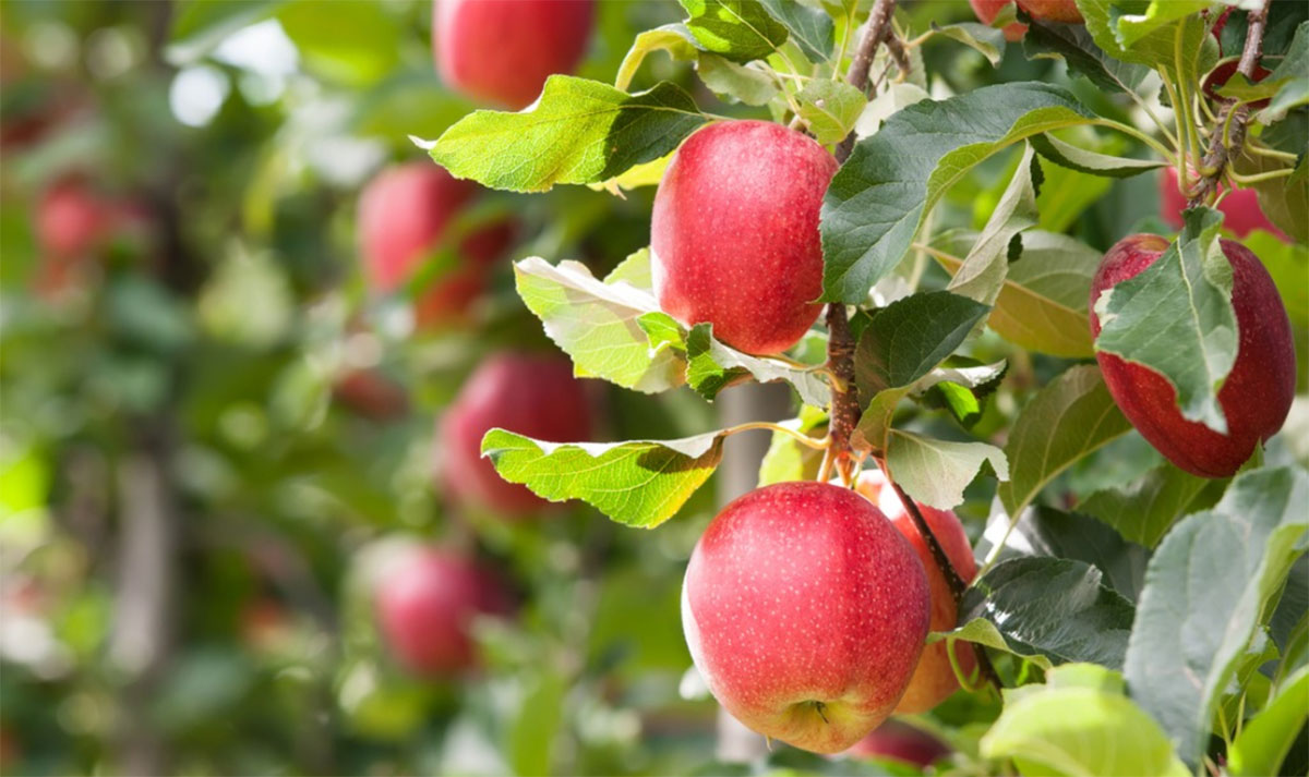 how to grow apple tree at home with seeds